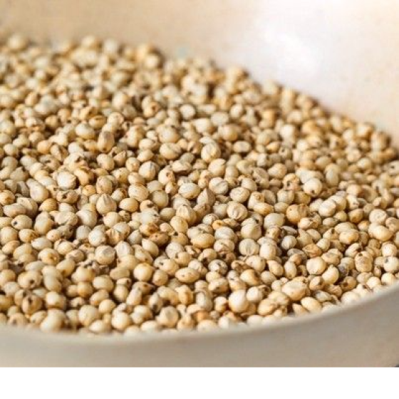 White Sorghum Seed